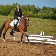 Dansk Varmblod Hesselgårdens Alina