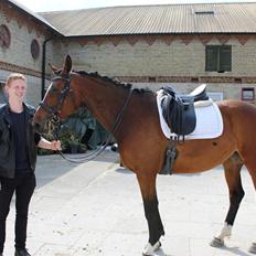 Dansk Varmblod Hesselgårdens Alina