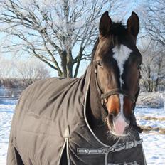 Dansk Varmblod Tm Beat The Clock