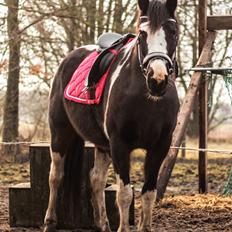 Pinto La Tinka Primavera *Min baby&Dulle2*