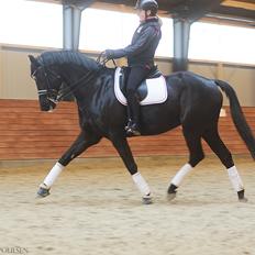 Dansk Varmblod LUTHERS TEQUILA SUNRISE