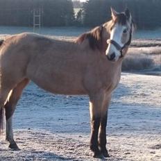 Anden særlig race MOSEGÅRDENS BRONCHEL tilbage til tidlige ejer.