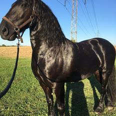 Frieser Zorro Á Ingegården