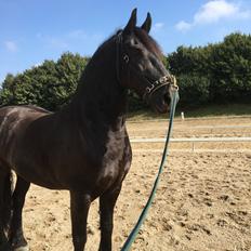 Frieser Zorro Á Ingegården