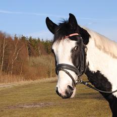 Anden særlig race Diego (Dalle) *Solgt*