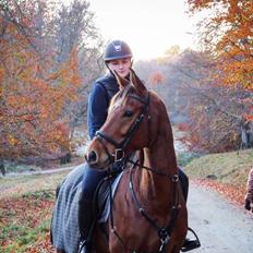 Dansk Varmblod Orehoej's Bright Star