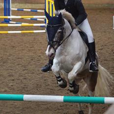 Anden særlig race Clements MilkyWay