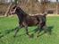 Welsh Cob (sec D) Survivor's ma bell - Fra sidst dec 2016