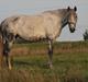 Lusitano Campeã *grand danois*