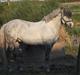 Lusitano Alcaçovas *barbie*