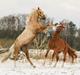 Palomino Bjerregårdens storm