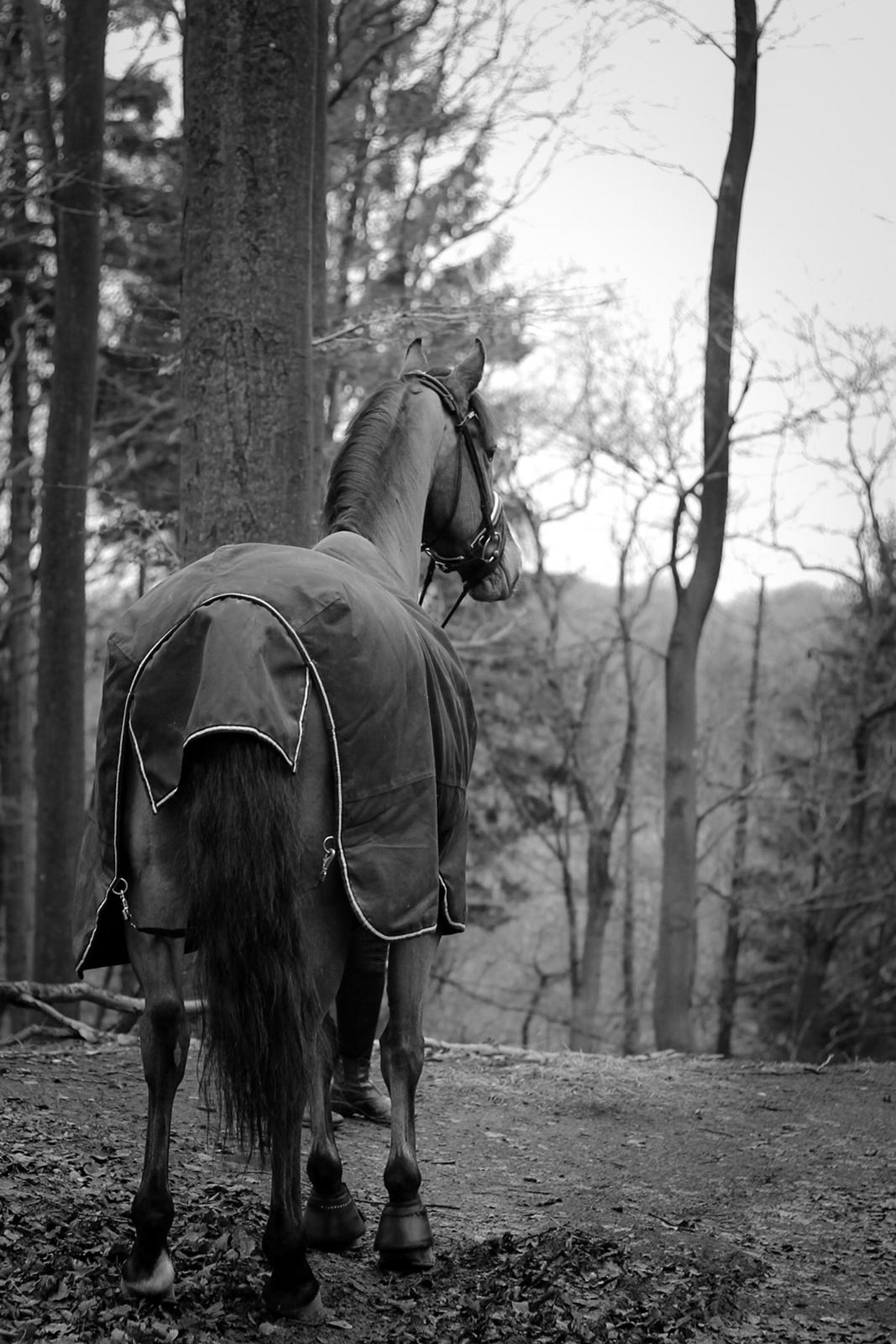 Anden særlig race Archibald billede 13