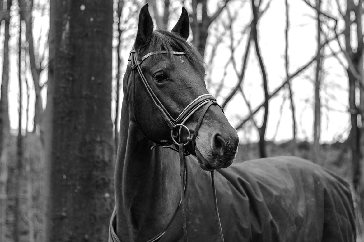 Anden særlig race Archibald billede 14