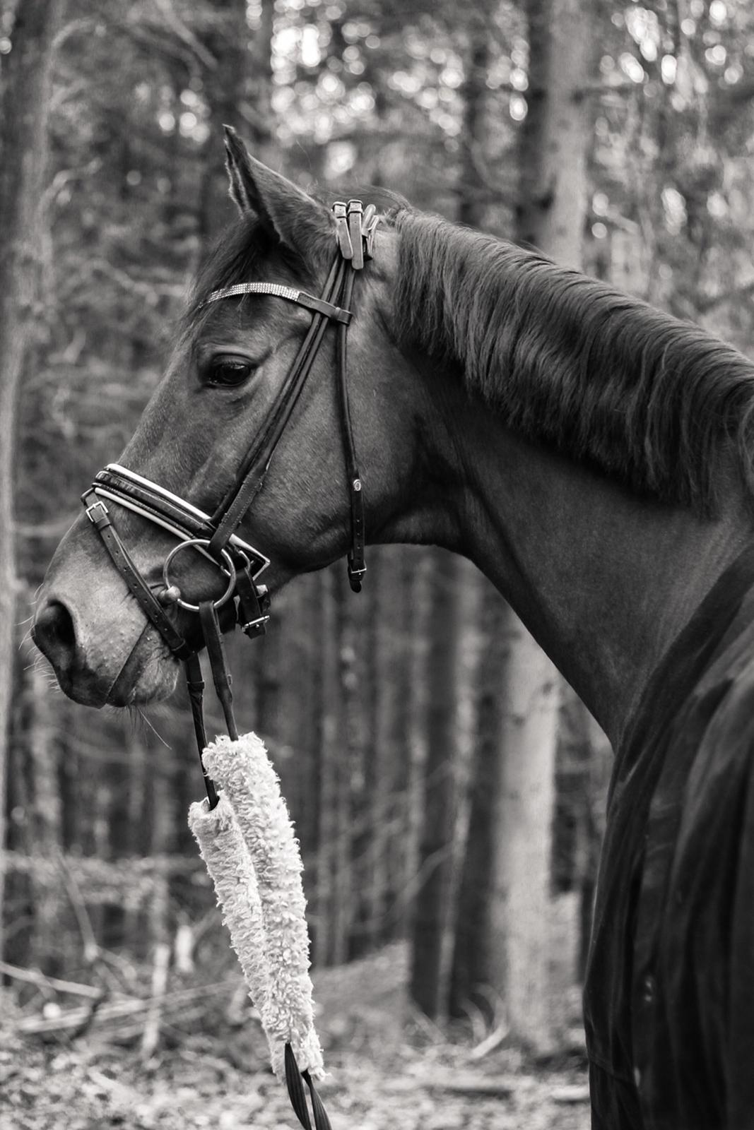 Anden særlig race Archibald billede 16