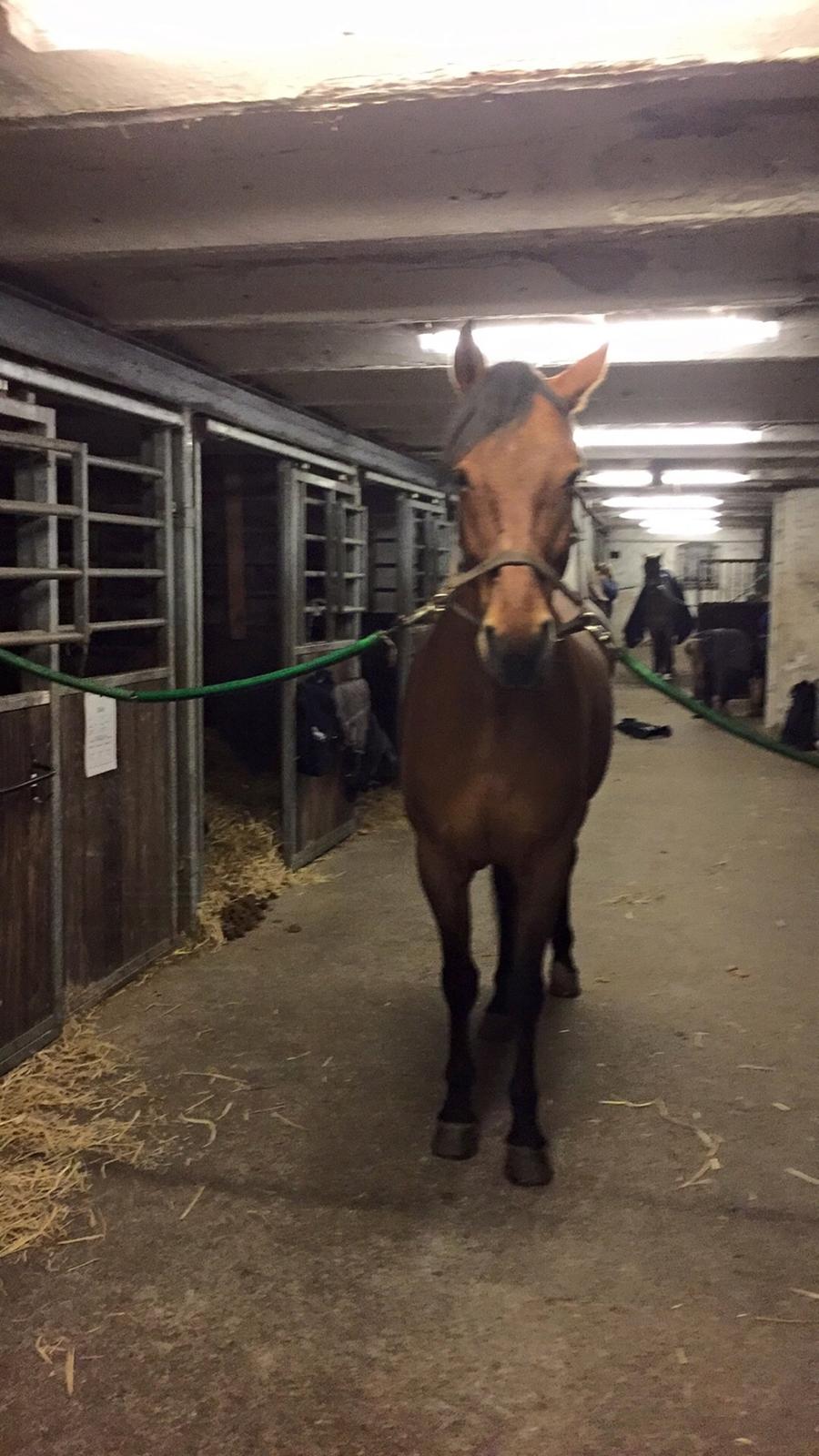 Anden særlig race Archibald billede 18