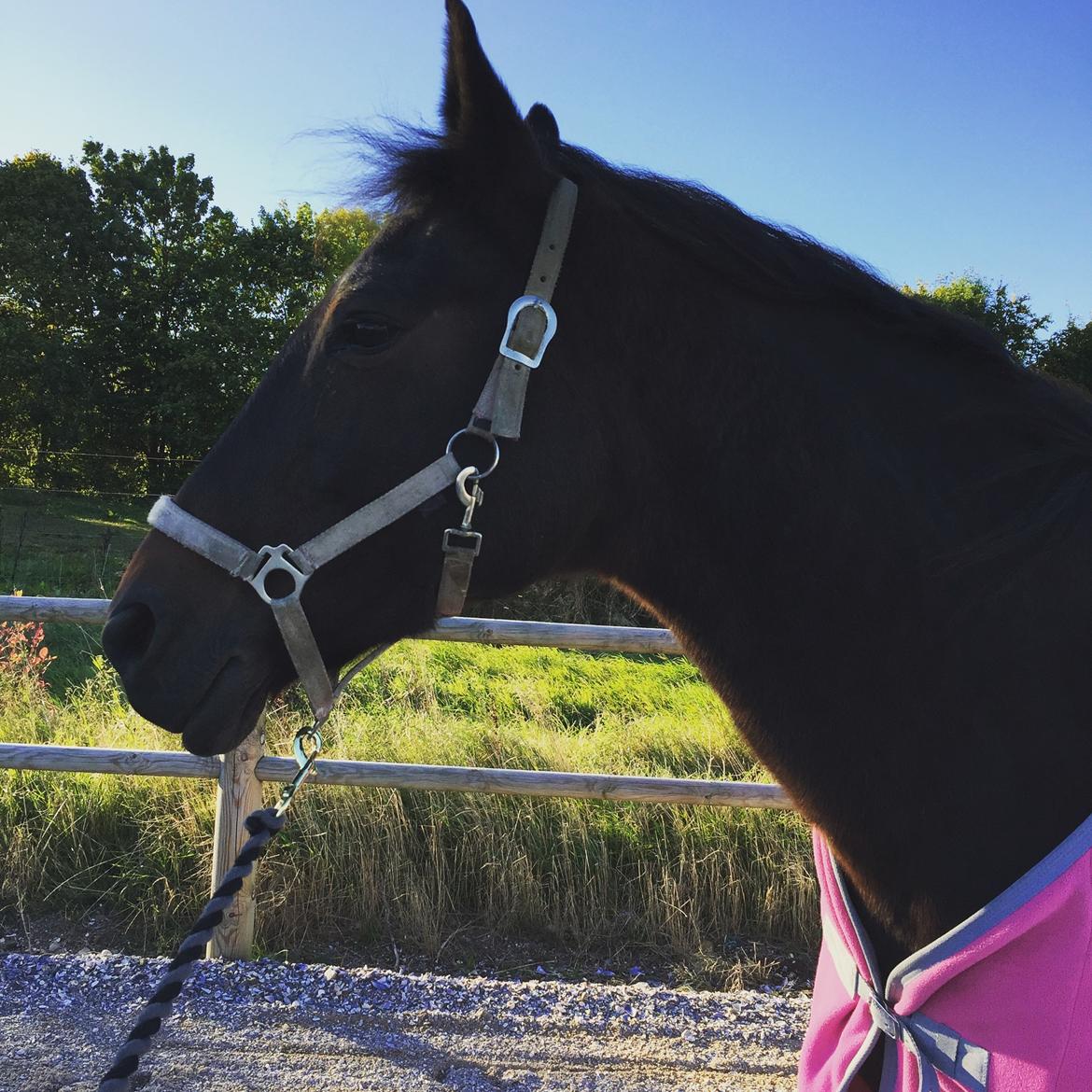 Anden særlig race Ciona billede 1