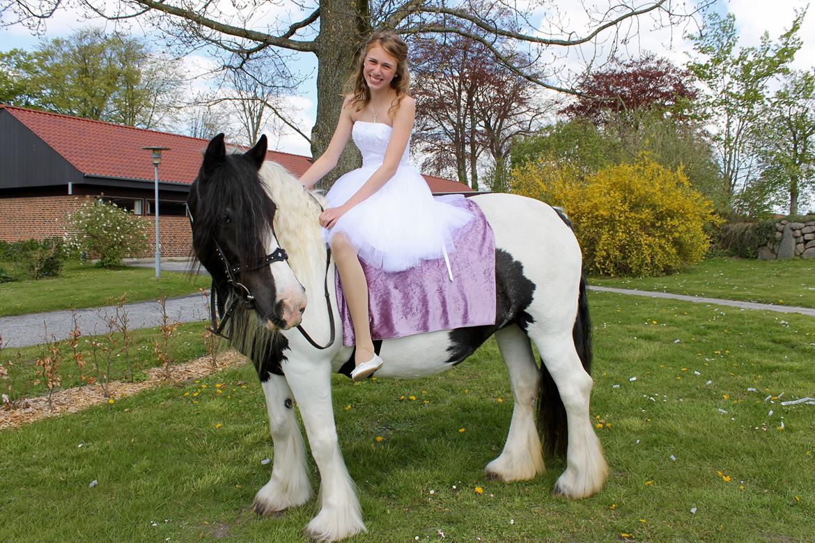 Irish Cob Holms  Emmely - Emmely havde en årgang en part, hvor hun deltog til hendes konfirmation, det var stort at se en pige blive så glad for at se hendes hesteven. :-) billede 18