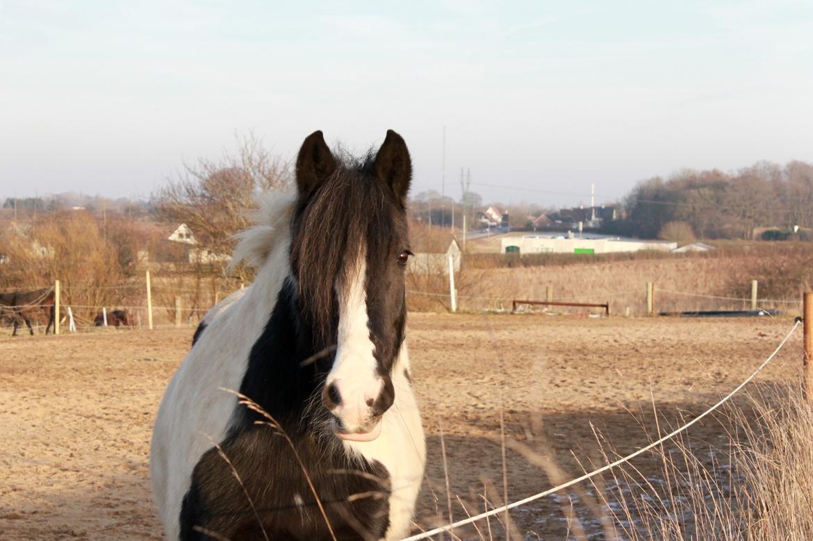 Irish Cob Holms  Emmely - Nyeste billede af Emmely.  billede 1