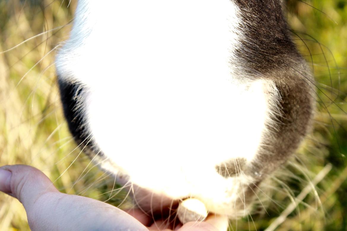 Irish Cob Holms  Emmely - Evigt venskab billede 2