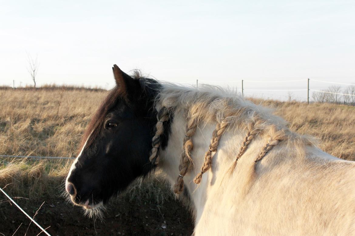 Irish Cob Holms  Emmely billede 13