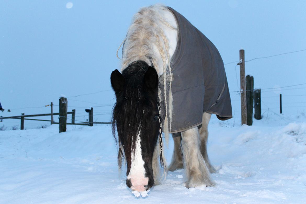 Irish Cob Holms  Emmely billede 14