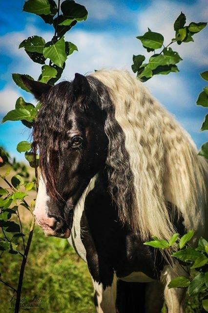 Irish Cob Holms  Emmely - Glansbillede  billede 15