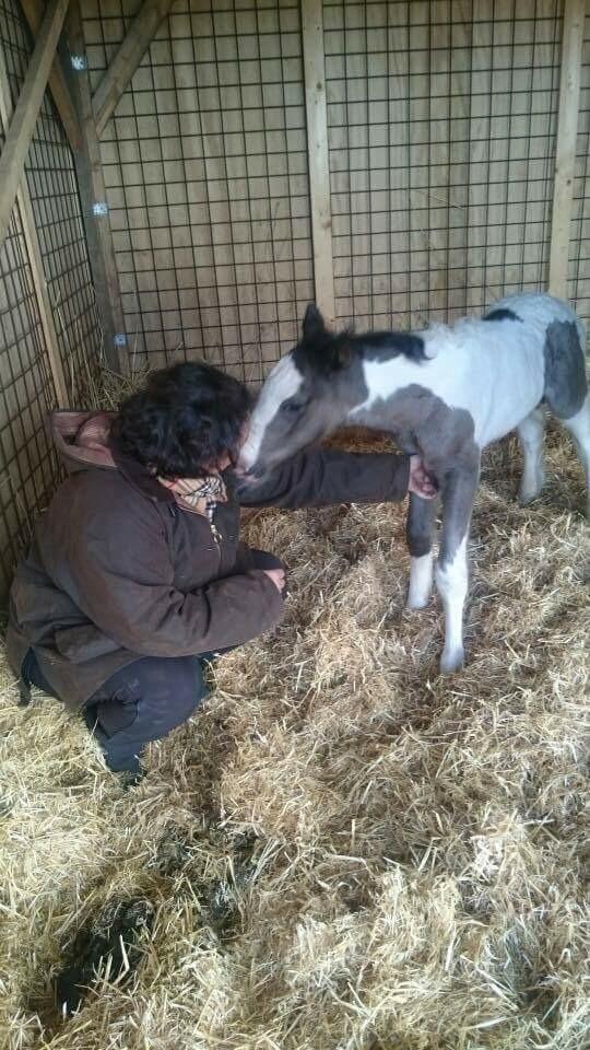 Irish Cob Hedeby´s lorcán billede 1