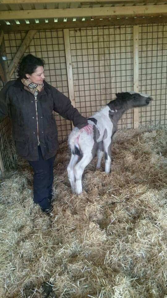 Irish Cob Hedeby´s lorcán billede 3