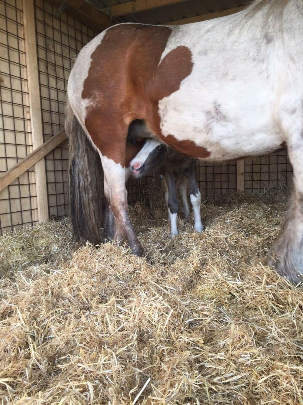 Irish Cob Hedeby´s lorcán billede 4