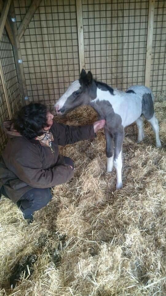 Irish Cob Hedeby´s lorcán billede 5