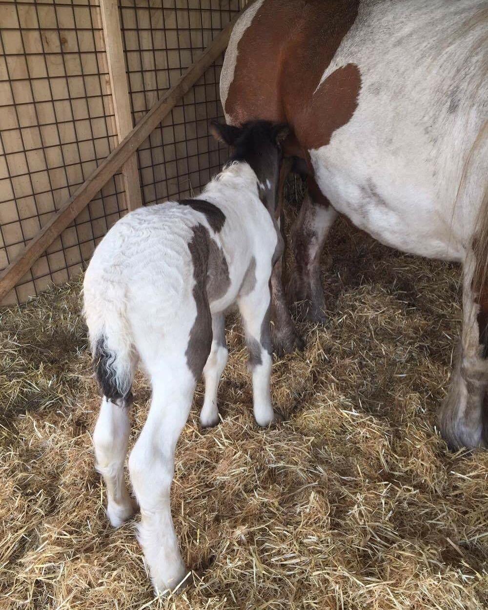 Irish Cob Hedeby´s lorcán billede 6