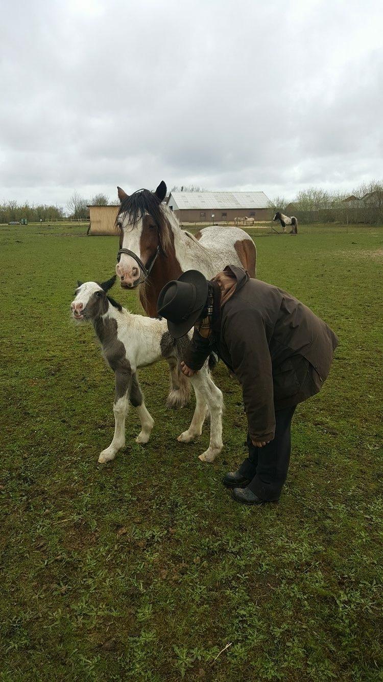 Irish Cob Hedeby´s lorcán billede 7