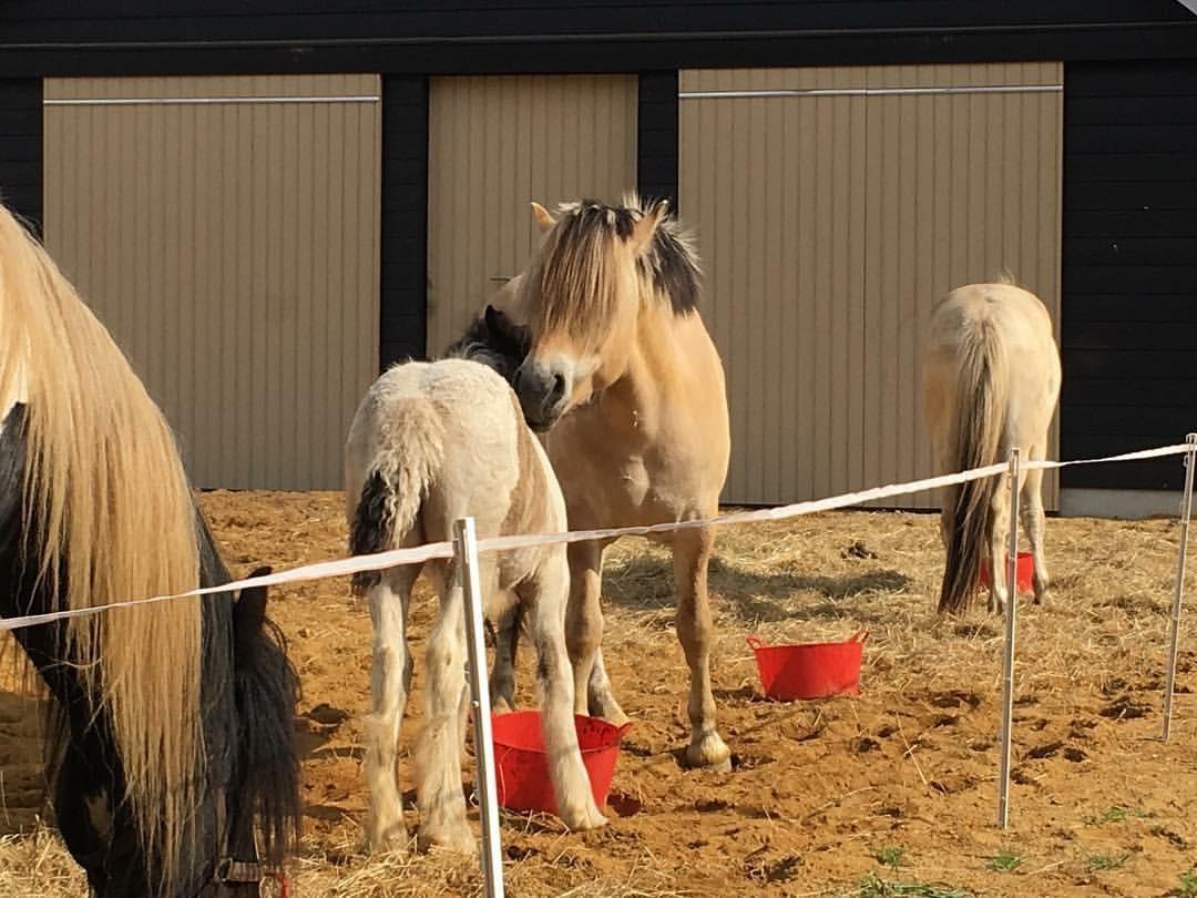 Irish Cob Hedeby´s lorcán billede 8
