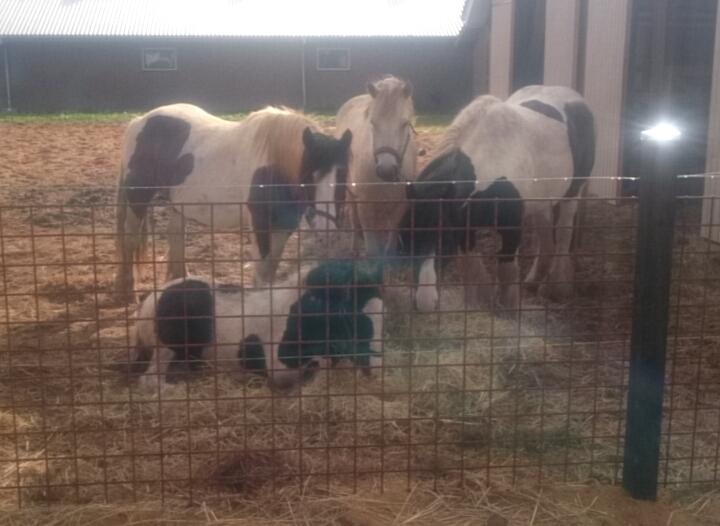 Irish Cob Hedeby´s lorcán billede 9