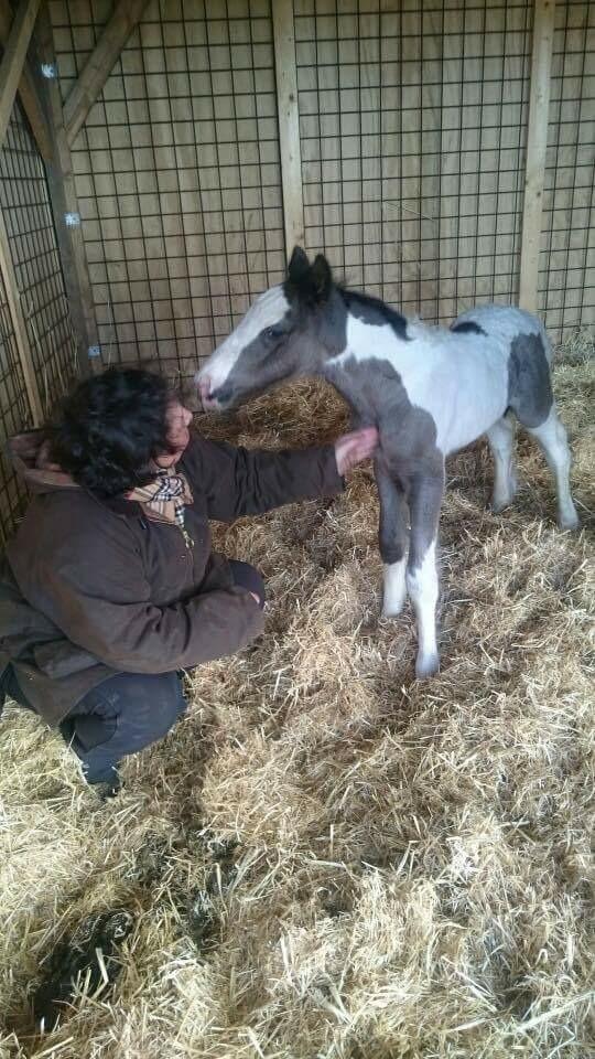Irish Cob Hedeby´s lorcán billede 2