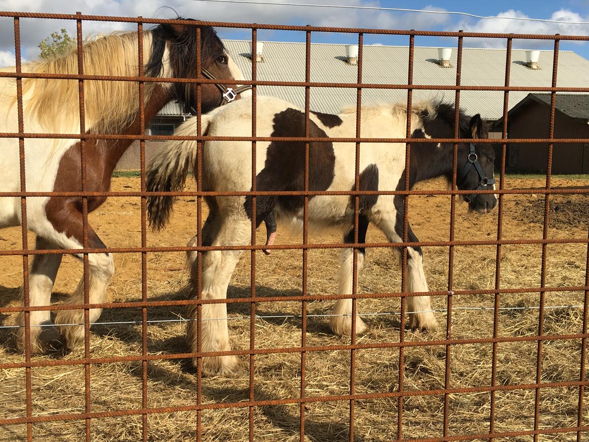 Irish Cob Hedeby´s lorcán billede 11