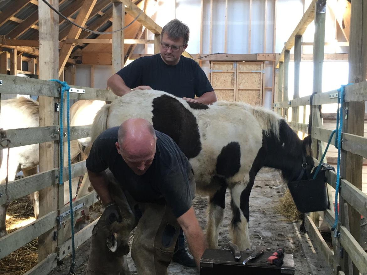 Irish Cob Hedeby´s lorcán billede 12
