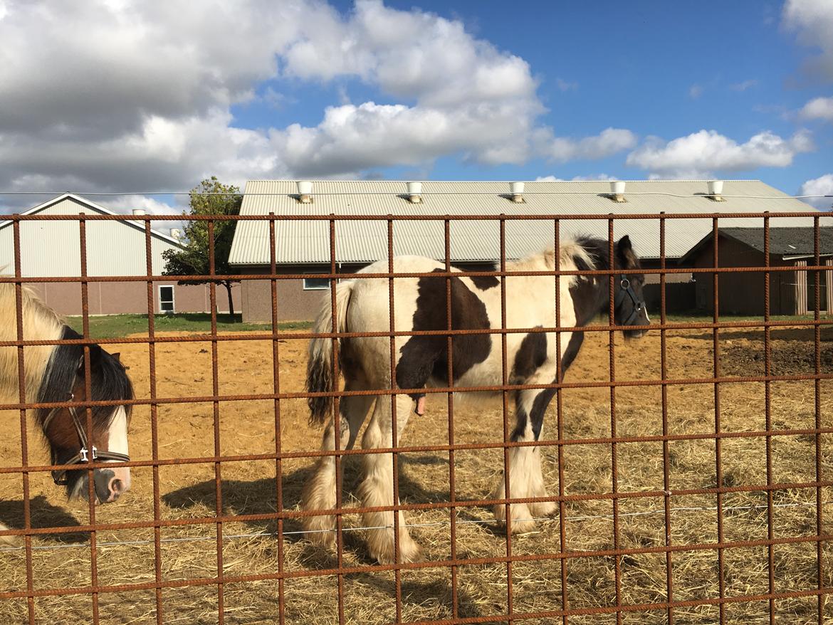 Irish Cob Hedeby´s lorcán billede 10