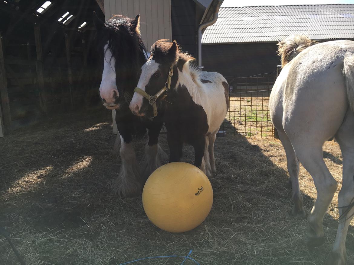 Irish Cob Hedeby´s lorcán billede 13