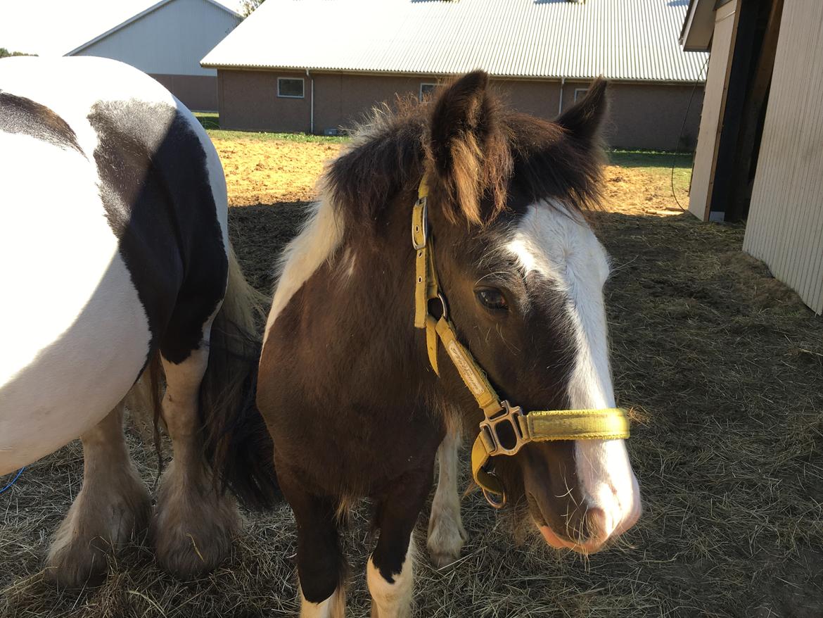 Irish Cob Hedeby´s lorcán billede 15