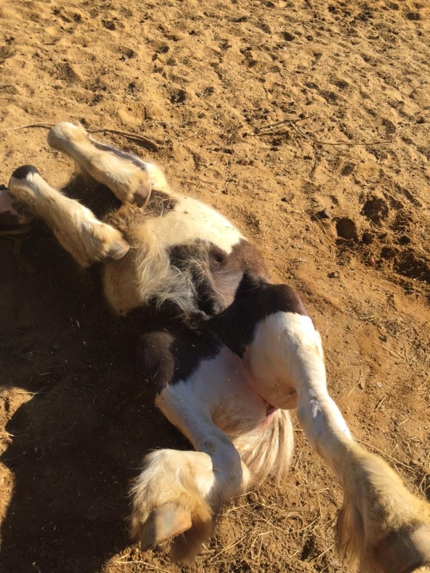 Irish Cob Hedeby´s lorcán billede 16