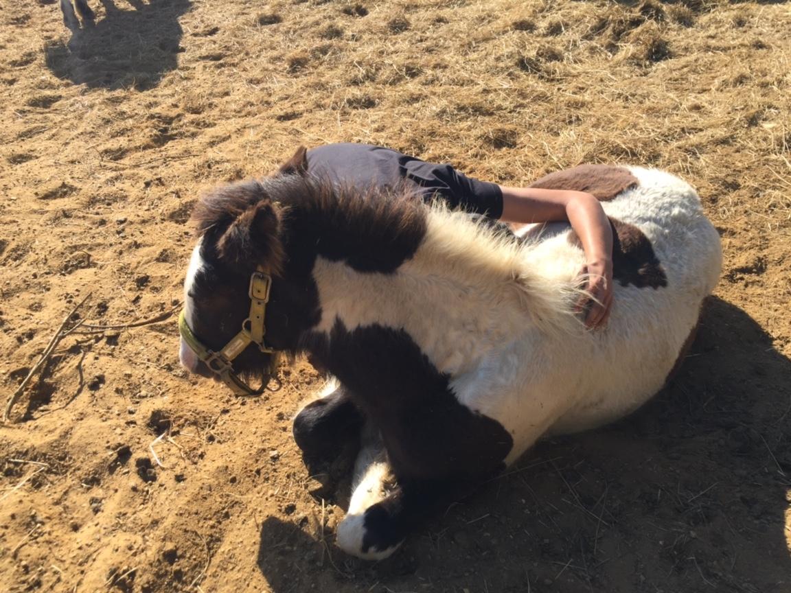 Irish Cob Hedeby´s lorcán billede 17