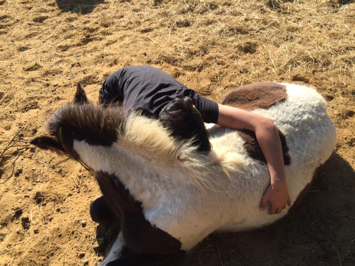 Irish Cob Hedeby´s lorcán billede 18