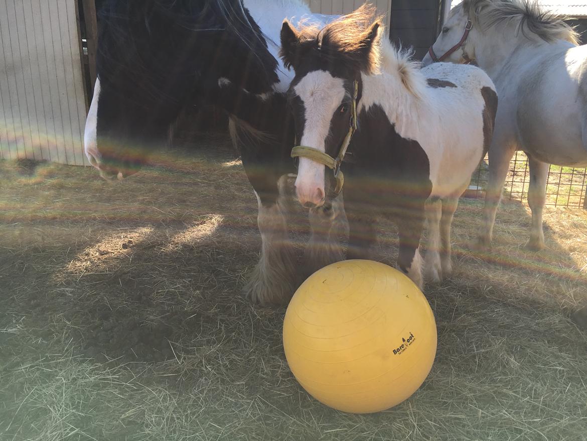 Irish Cob Hedeby´s lorcán billede 14