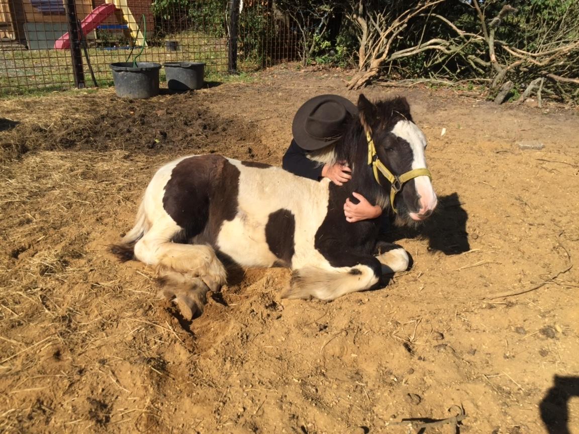 Irish Cob Hedeby´s lorcán billede 20