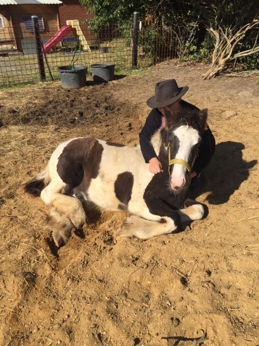 Irish Cob Hedeby´s lorcán billede 19