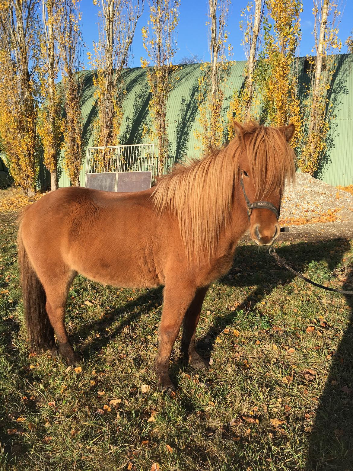 Islænder Hlynur fra Søholm billede 2