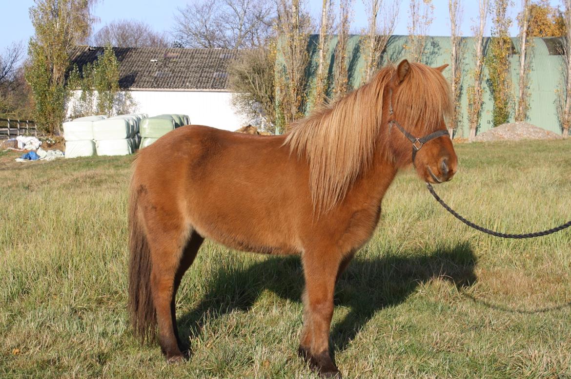 Islænder Hlynur fra Søholm billede 6