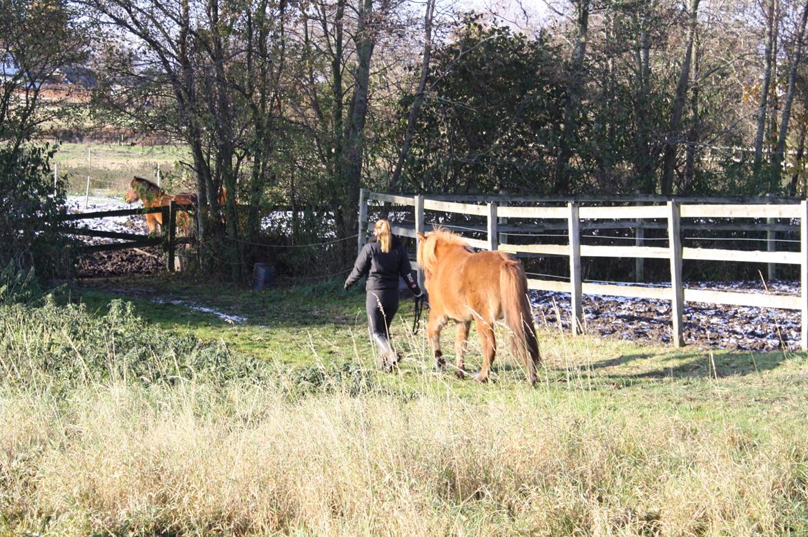 Islænder Hlynur fra Søholm billede 3