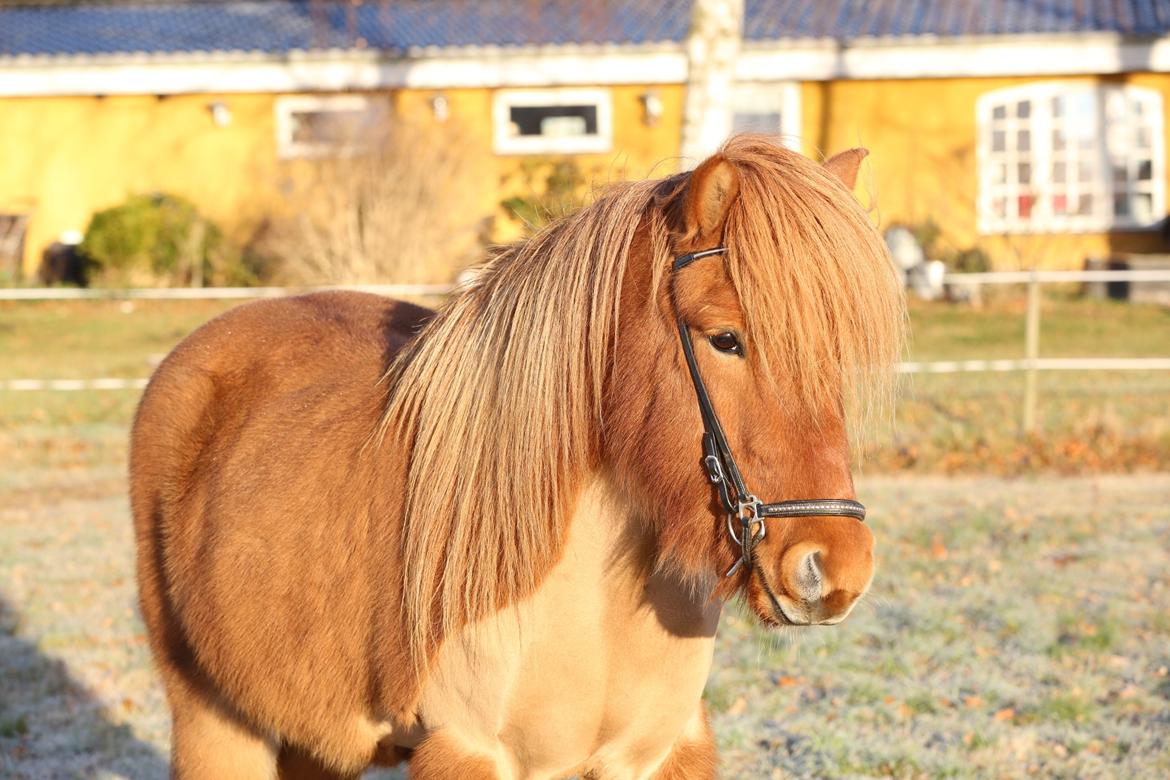 Islænder Hlynur fra Søholm billede 7